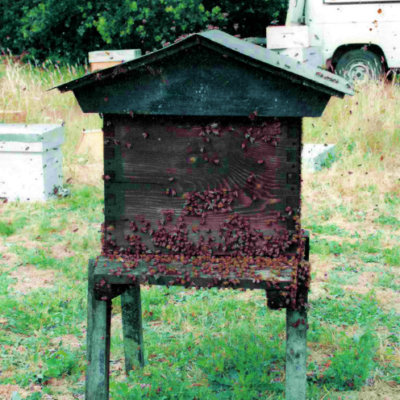 TRELEC parraine une ruche pour soutenir l’apiculture locale